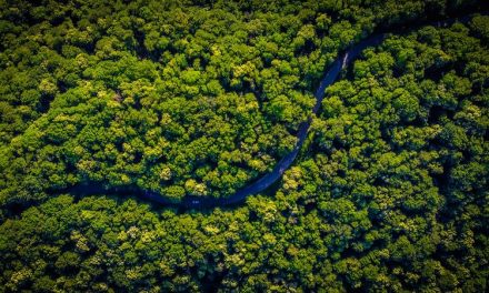 Dampak Pemanasan Global Pada Pohon