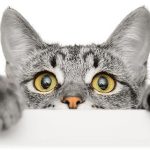 Fakta Menarik Tentang Kucing Yang Jarang Diketahui