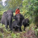 Kisah Domang, Gajah Sumatera Yang Terkenal Di Riau