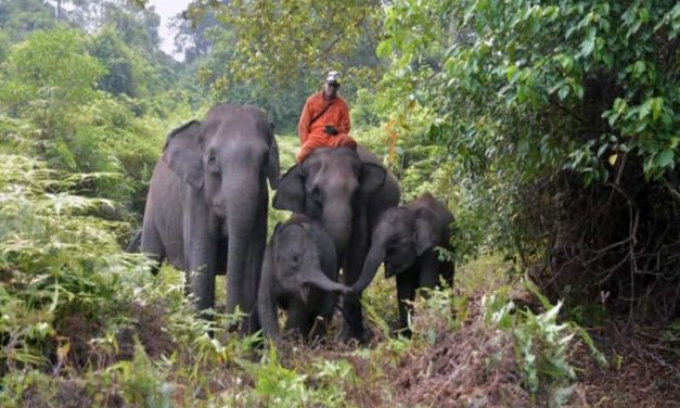 Kisah Domang, Gajah Sumatera Yang Terkenal Di Riau