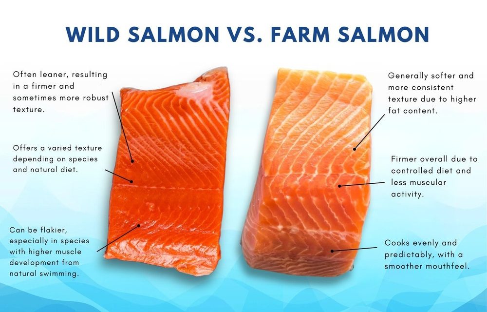 Perbedaan Ikan Salmon Liar Dan Budidaya: Mana Lebih Baik?