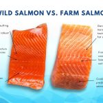 Perbedaan Ikan Salmon Liar Dan Budidaya: Mana Lebih Baik?
