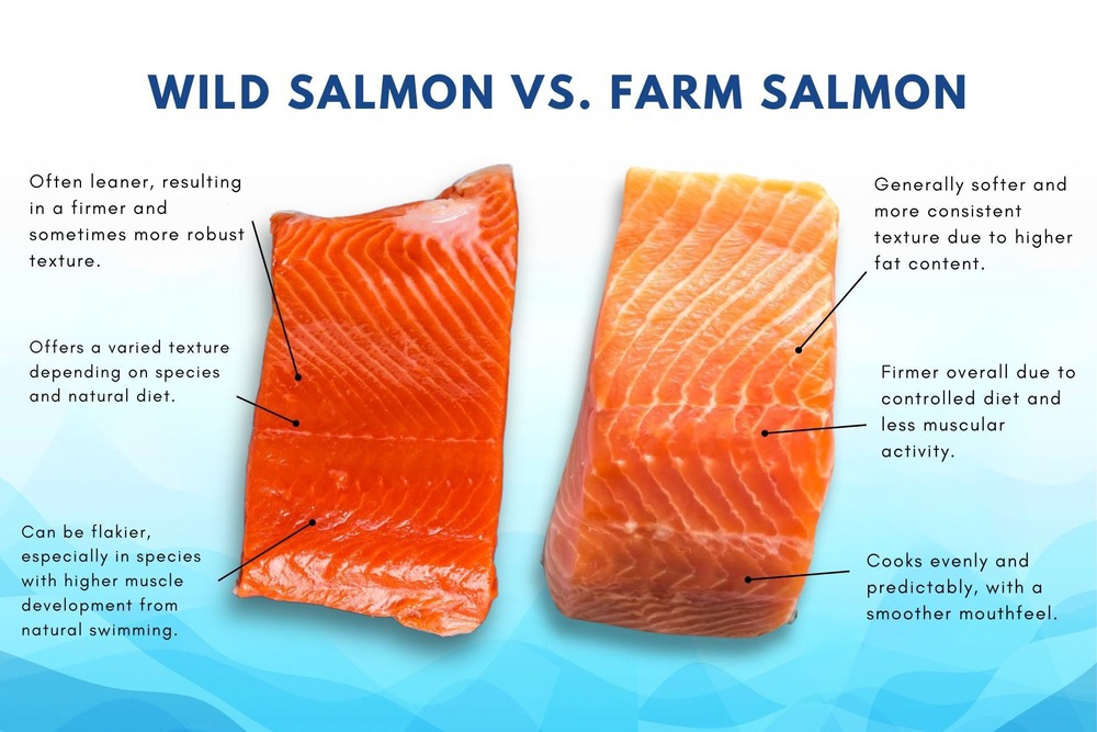 Perbedaan Ikan Salmon Liar Dan Budidaya: Mana Lebih Baik?