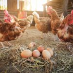 Tips Merawat Ayam Petelur Agar Produksi Telur Maksimal