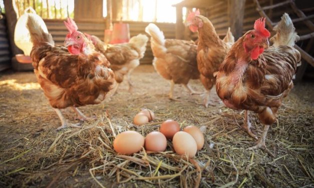 Tips Merawat Ayam Petelur Agar Produksi Telur Maksimal