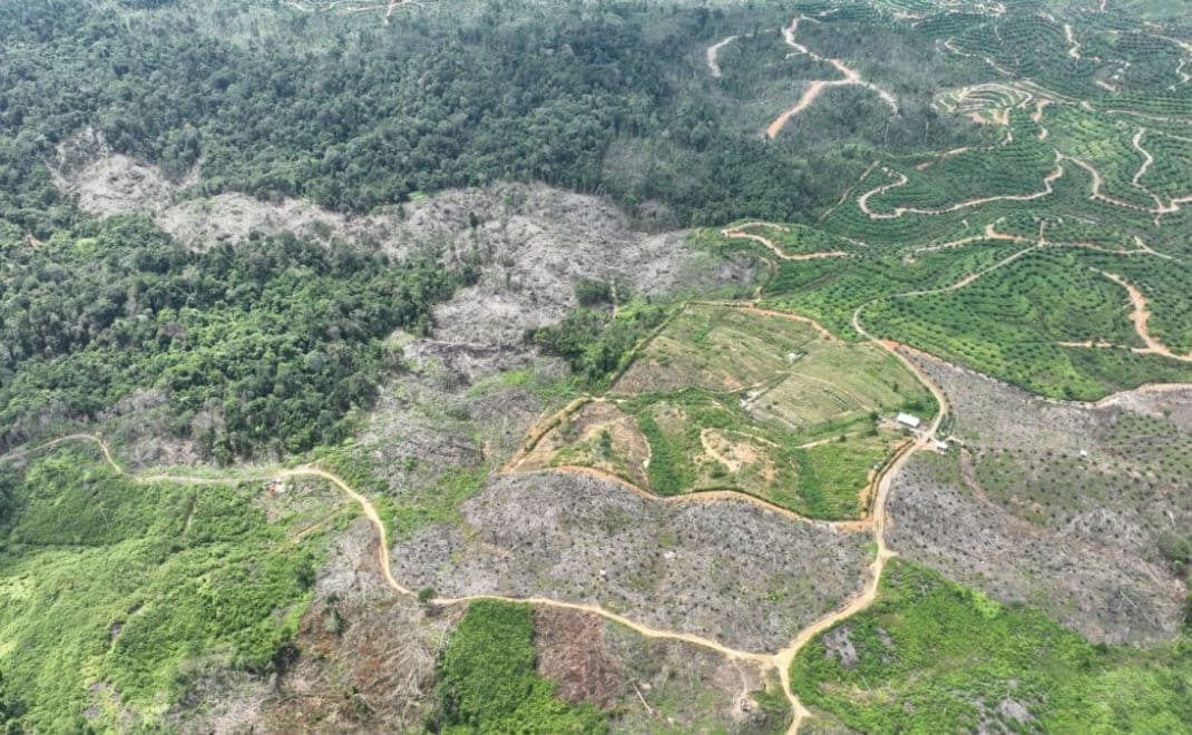 Ancaman Deforestasi Dan Urgensi Konservasi Hutan Di Indonesia