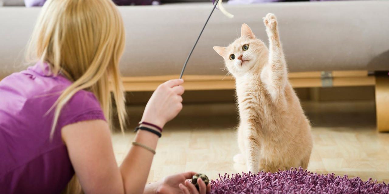 Cara Melatih Kucing Agar Patuh Dan Bersahabat