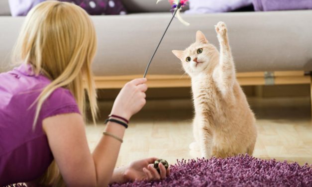 Cara Melatih Kucing Agar Patuh Dan Bersahabat