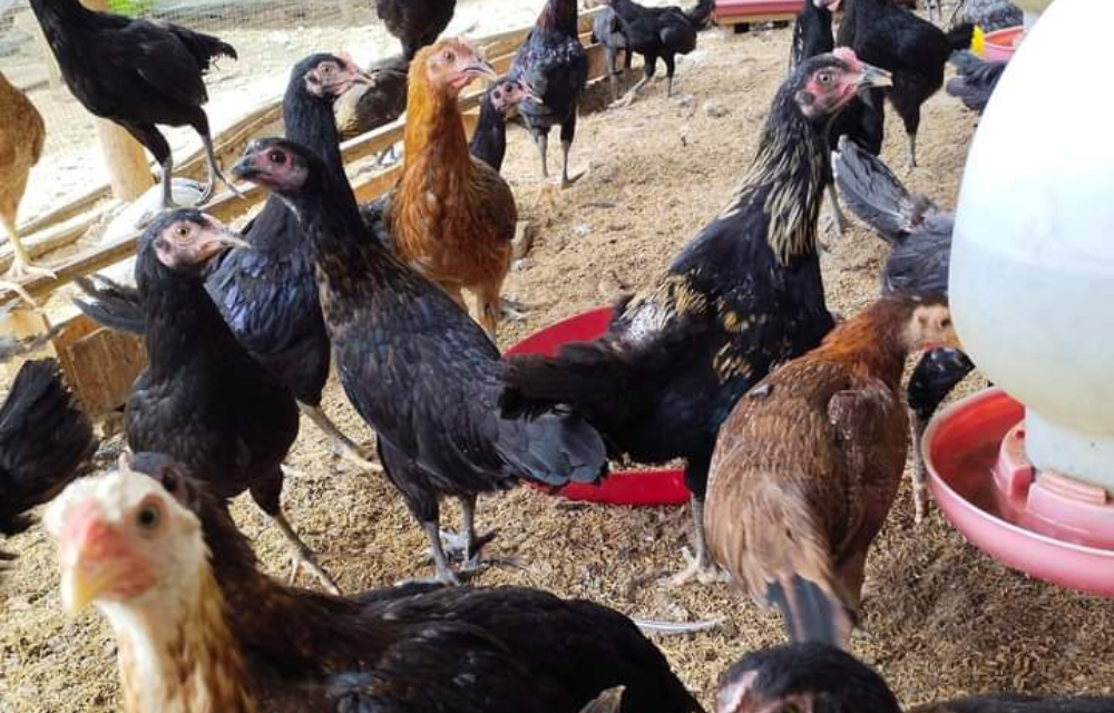 Manajemen Pakan Dan Kesehatan Ayam Agar Produksi Maksimal