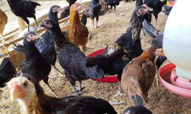 Manajemen Pakan Dan Kesehatan Ayam Agar Produksi Maksimal