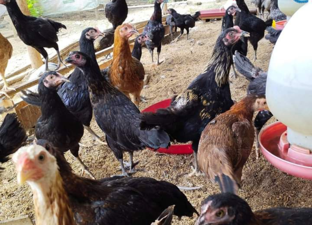 Manajemen Pakan Dan Kesehatan Ayam Agar Produksi Maksimal