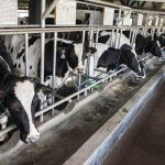 Kesalahan Peternak Sapi Yang Sering Menyebabkan Kerugian