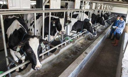 Kesalahan Peternak Sapi Yang Sering Menyebabkan Kerugian