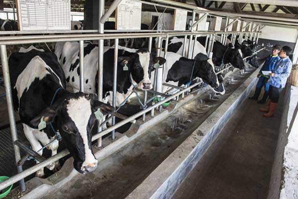 Kesalahan Peternak Sapi Yang Sering Menyebabkan Kerugian