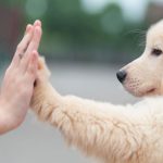 Cara Melatih Anjing Agar Patuh Dan Tidak Agresif