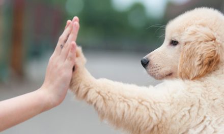 Cara Melatih Anjing Agar Patuh Dan Tidak Agresif