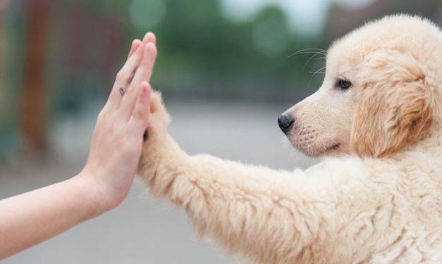 Cara Melatih Anjing Agar Patuh Dan Tidak Agresif