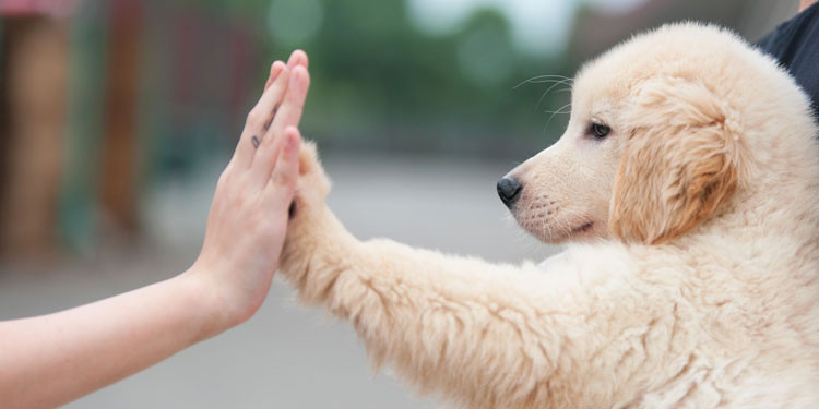 Cara Melatih Anjing Agar Patuh Dan Tidak Agresif