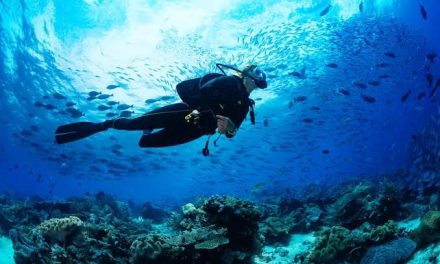 Scuba Diving Bagi Pemula: Panduan Lengkap Sebelum Menyelam