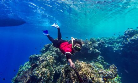 Scuba Diving VS Freediving: Perbedaan, Biaya, Tingkat Kesulitan