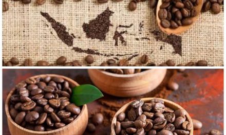Kopi Indonesia: Kekayaan Cita Rasa Dari Berbagai Daerah