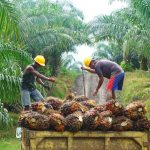 Sawit Indonesia: Potensi Ekonomi Dan Tantangan Lingkungan