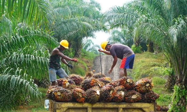Sawit Indonesia: Potensi Ekonomi Dan Tantangan Lingkungan