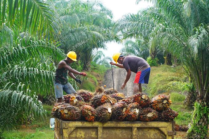 Sawit Indonesia: Potensi Ekonomi Dan Tantangan Lingkungan