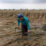 Perubahan Iklim: Dampak Bagi Pertanian Dan Ketahanan Pangan