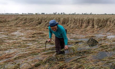 Perubahan Iklim: Dampak Bagi Pertanian Dan Ketahanan Pangan
