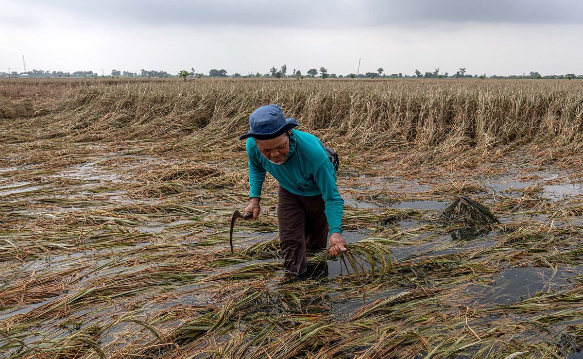 Perubahan Iklim: Dampak Bagi Pertanian Dan Ketahanan Pangan